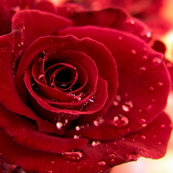 Profile Picture of Cheryl Mohr (@cmohr1462) on Poshmark