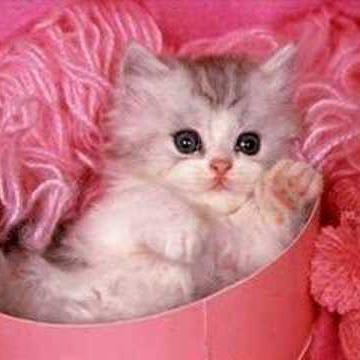 Profile Picture of Renee Zhao (@reneezhao12345) on Twitter