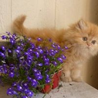 Profile Picture of Shelly Hagar (@shelly-hagar) on Quora