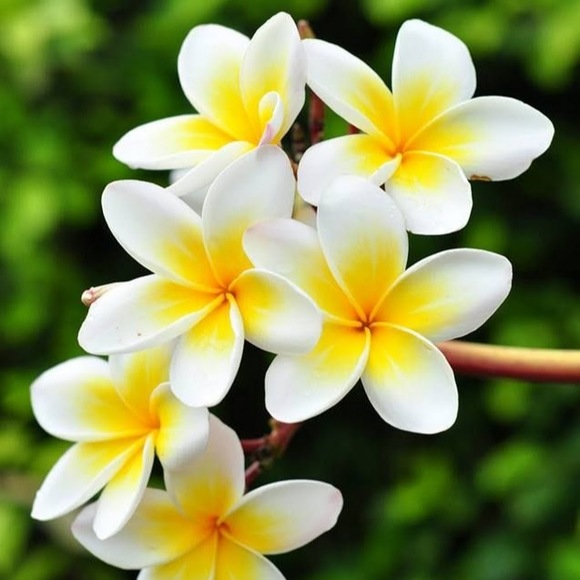 Profile Picture of Jessica Huffman (@jessicahuffm648) on Poshmark