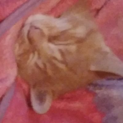Profile Picture of Alley Is Here (@HeidiReimer4) on Twitter