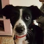 Profile Picture of Daniel di rosa (@rosadanieldi) on Instagram