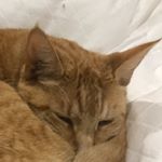 Profile Picture of Samuel Holmes (@sam_holmes_1) on Instagram