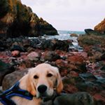 Profile Picture of Malcolm Teal Johnson (@malcolmthegoldenretriever) on Instagram