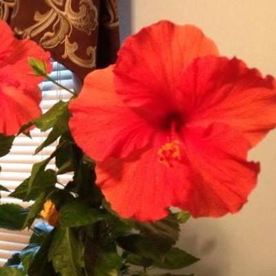 Profile Picture of Maureen Mathis (@Maureen3929) on Twitter