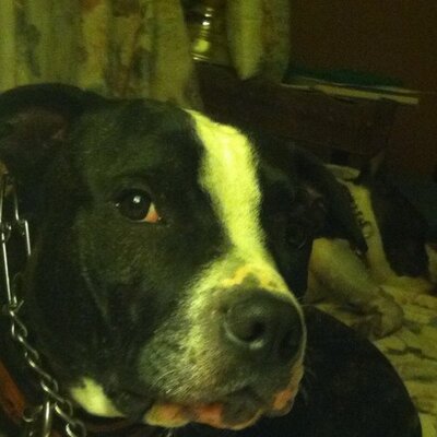 Profile Picture of Richard Tauber (@TauberVelkie54) on Twitter
