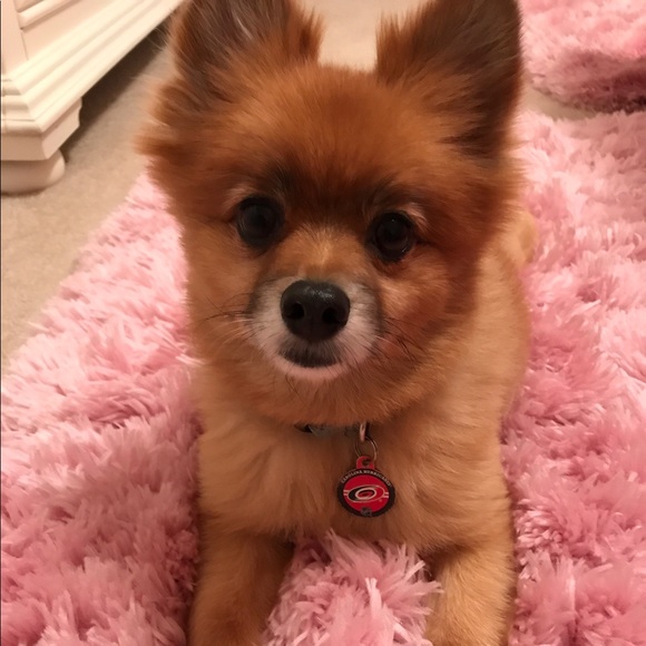 Profile Picture of Angela Cancio (@acancio28) on Poshmark