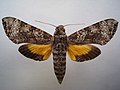 Profile Picture of Isognathus mossion Wikipedia