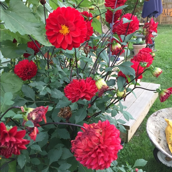 Anne Capozzi - Poshmark Profile Picture of Anne Capozzi (@indjriel) on Poshmark