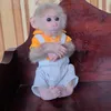 Profile Picture of Monkey David (@monkeydavid) on Tiktok