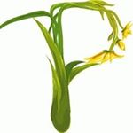 Profile Picture of Pauline Nicholson (@paulineanicholson) on Instagram