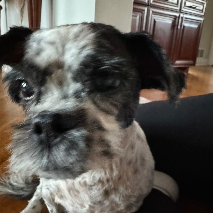 Profile Picture of Casandra Chahoud (@casandra_10) on Tiktok