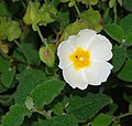 Cistus salviifolius - Wikipedia Profile Picture of Cistus salviifoliuson Wikipedia
