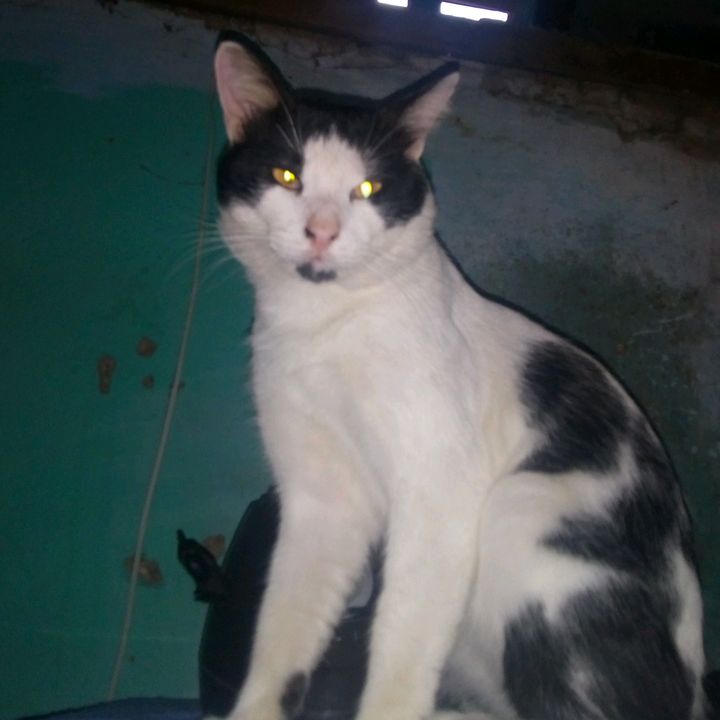 Profile Picture of Jimmy Li (@jimmyli616) on Tiktok