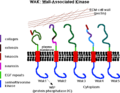 Profile Picture of Wall-associated kinaseon Wikipedia