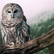 Profile Picture of Brian Root (@BrianRoot32) on Youtube