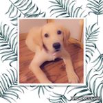 Profile Picture of Amy-Leigh Hackett (@amyavamolly) on Instagram