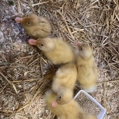 L - Twitter Profile Picture of L (@lucyblase) on Twitter