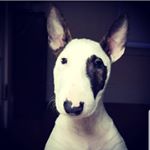 Profile Photo of Finley Benjamin (@finley_the_mini_bull) on Instagram