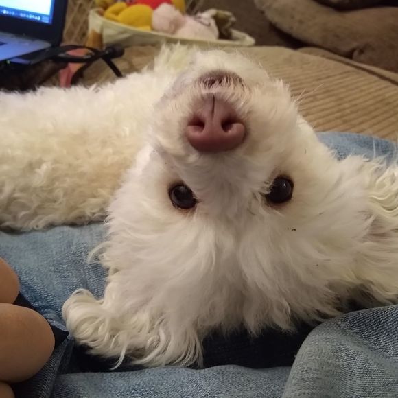 Profile Picture of Michelle Bohlmann (@mkbohlmann) on Poshmark