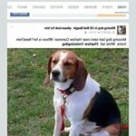 Profile Picture of Help find Bob the beagle (@waters6669) on Instagram