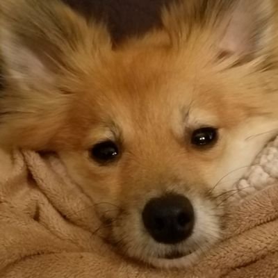 Profile Picture of Andrea Bertolini (@PandaNsf) on Twitter