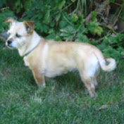 Profile Picture of Michael Shanner (@michaelshanner3366) on Youtube