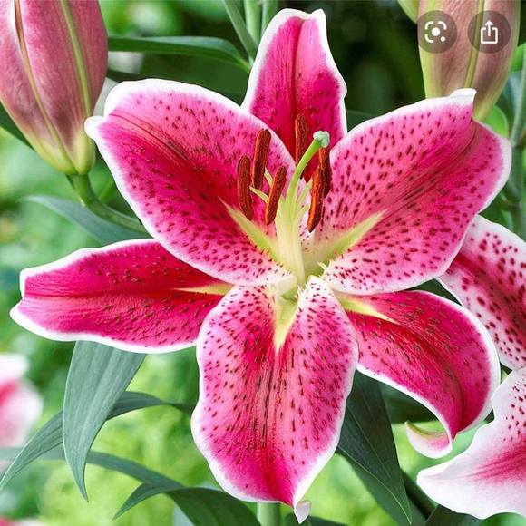 Profile Picture of Lily Rasavong (@lilyrasavong) on Poshmark