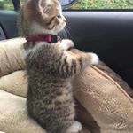 Profile Picture of Gretchen Heinrich (@gret4zani) on Instagram