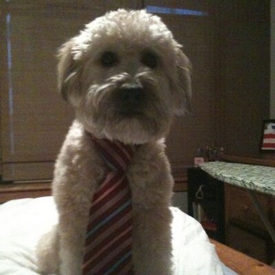 Profile Picture of Dave Feldstein (@davefeldstein) on Twitter