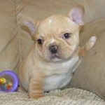 Profile Picture of Tod Danielson (@todthefrenchie) on Instagram