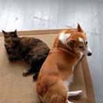 Profile Picture of Zeus & Winnie & Ralphie (@zeus_n_friends) on Instagram