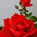 Profile Picture of Nhon Trinh (@nhon.trinh.9) on Facebook