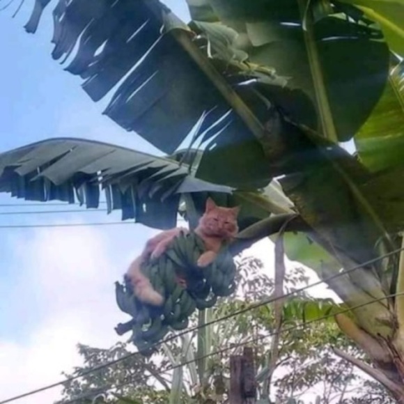 Profile Picture of Jesus malverde Omar gatica (@omargatica791) on Poshmark