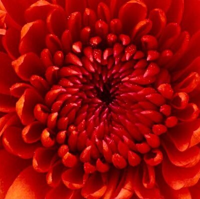 Profile Picture of Erik Bitter (@Thoranitas) on Twitter