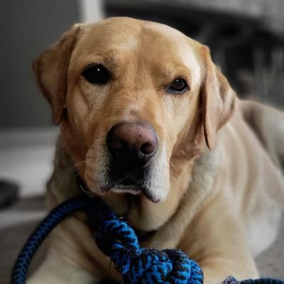 Profile Picture of Chris Notley (@ChrisNotley2) on Twitter