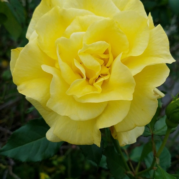 Profile Picture of Valerie Derrico (@v_derrico) on Poshmark