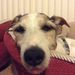 Profile Picture of Gina Crawford (@crawford0737) on Pinterest