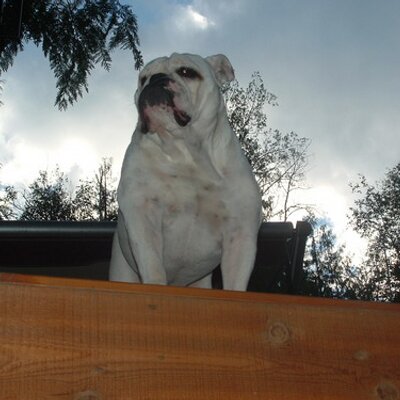 Profile Picture of James Pont (@lilevilbulldog) on Twitter