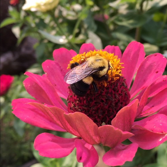 Profile Picture of Samantha Pauloski (@pauloski23) on Poshmark