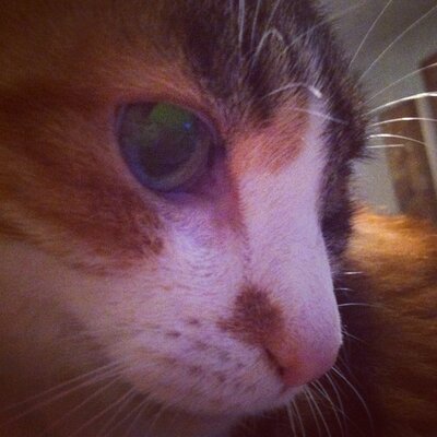 Profile Picture of Stephen Randazzo (@sdazzo3) on Twitter