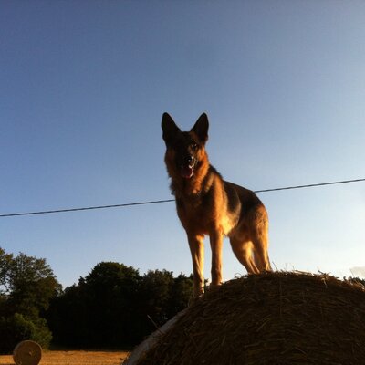 Profile Picture of Frank Kohlwey (@FKohlwey) on Twitter