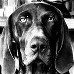 Profile Picture of Ralph Ziggy & Dot (@four_legged_trio) on Instagram