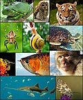 Profile Picture of Centroneuraliaon Wikipedia