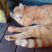 Profile Picture of Cindy Cook (@cindycook6011) on Youtube