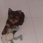 Profile Picture of _maya.fernandes (@_maya.fernandes) on Instagram