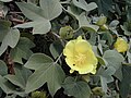 Profile Picture of Gossypium tomentosum - Wikipediaon Wikipedia
