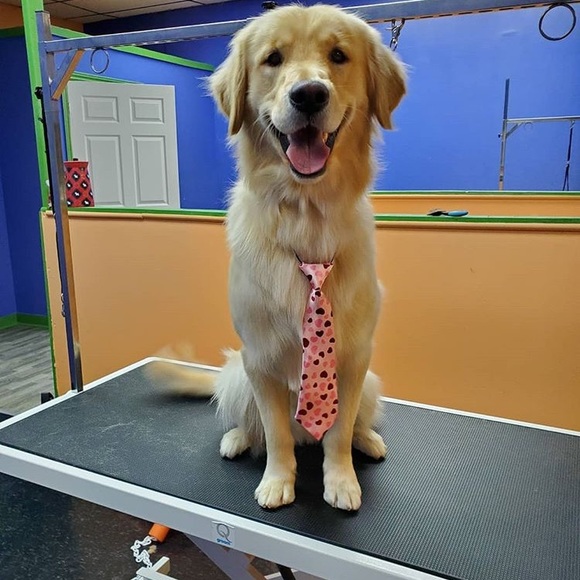 Profile Picture of Ashley Macnamara (@ashleymacnamara) on Poshmark