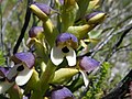 Profile Picture of Disa cornutaon Wikipedia