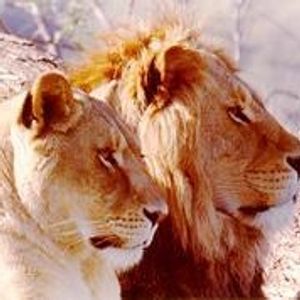 Profile Picture of Jess Reyes (@missboom360) on Myspace